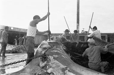 解体されるクジラの画像1