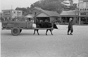 糸満ロータリーと牛車の画像