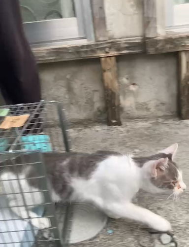 さくらねこ無料不妊手術事業の画像3