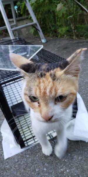猫２