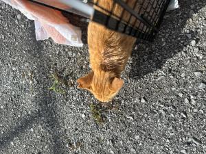 猫３