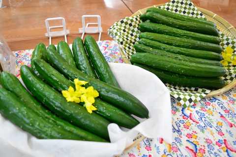 県内生産量1位！糸満産「きゅうり」拠点産地認定の画像1