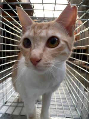 猫１