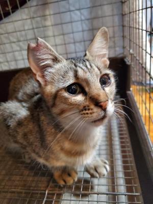 猫２