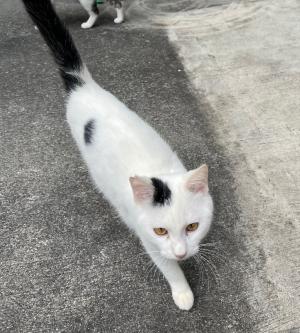 猫３