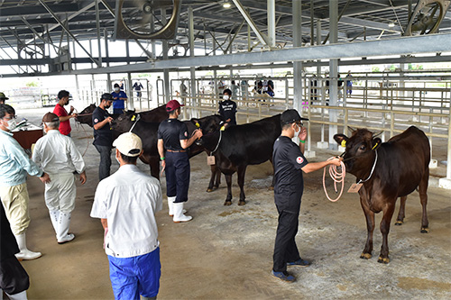 第61回糸満市畜産共進会を開催しました！の画像2