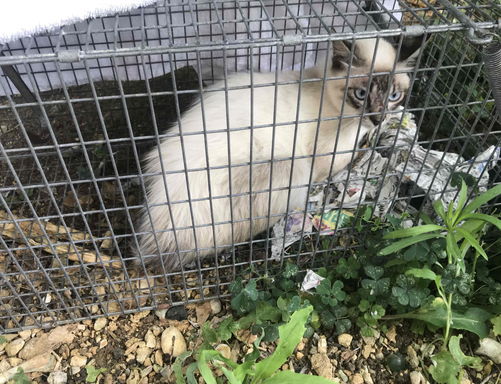 さくらねこ無料不妊手術事業の画像1