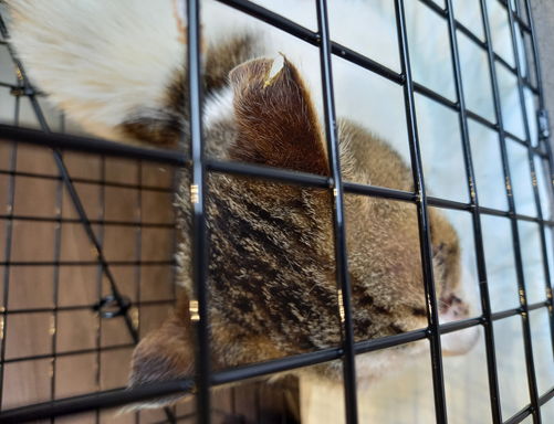 さくらねこ無料不妊手術事業の画像2