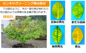 カンキツグリーニング病の症状